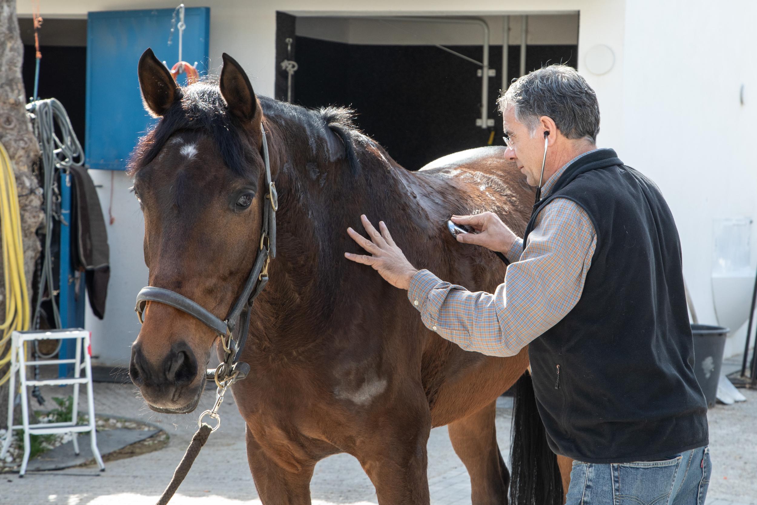 José Manuel Romero ausculta a un caballo en la cuadra. Foto: Miguel Ros / CCVM