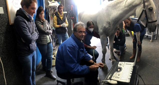 Taller de inyecciones ecoguiadas en caballos con José Manuel Romero