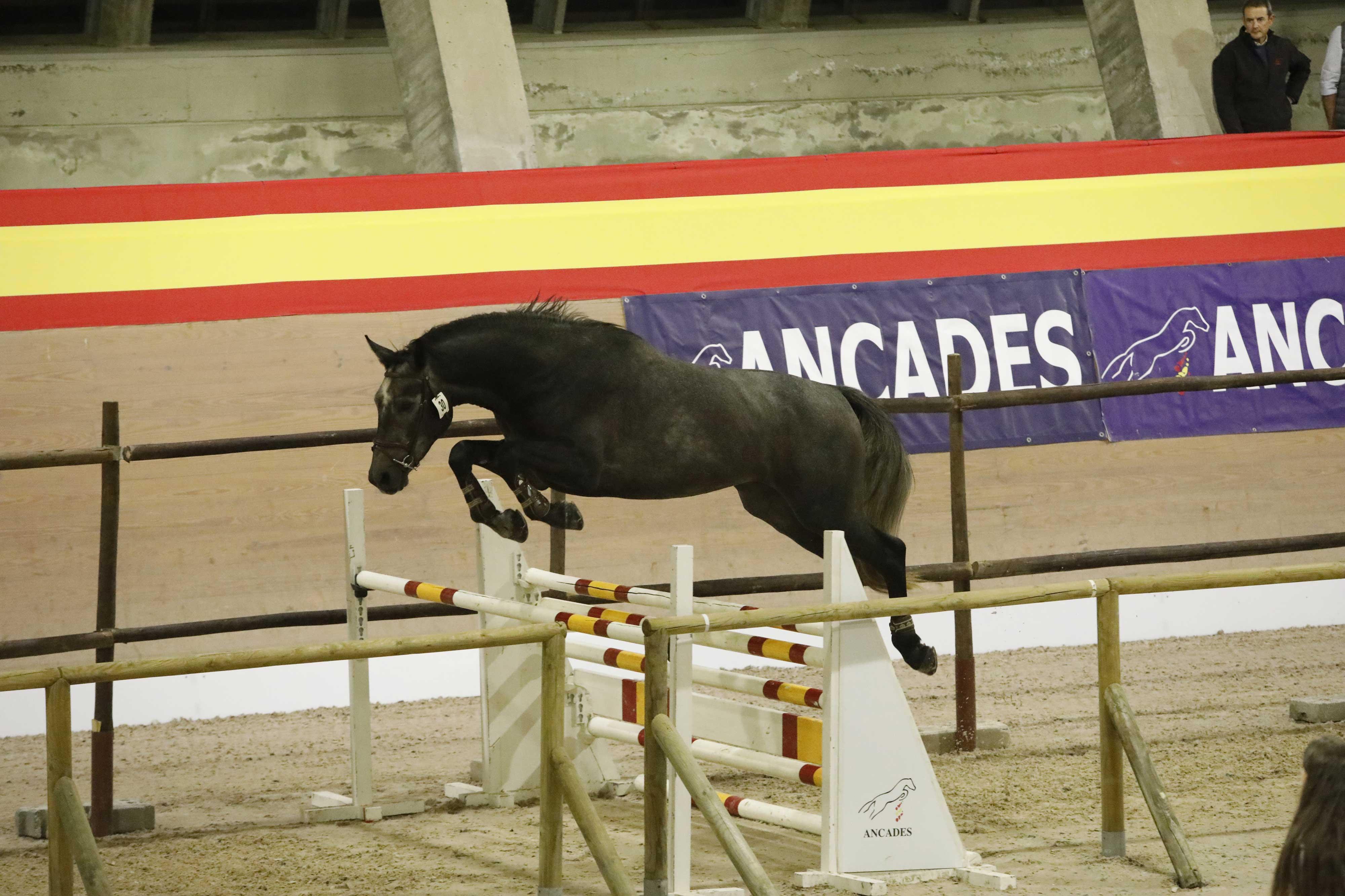 PDV Caracalla, ganador en el Concurso Morfológico de la Sección de Machos de 3 años. Foto: ANCADES