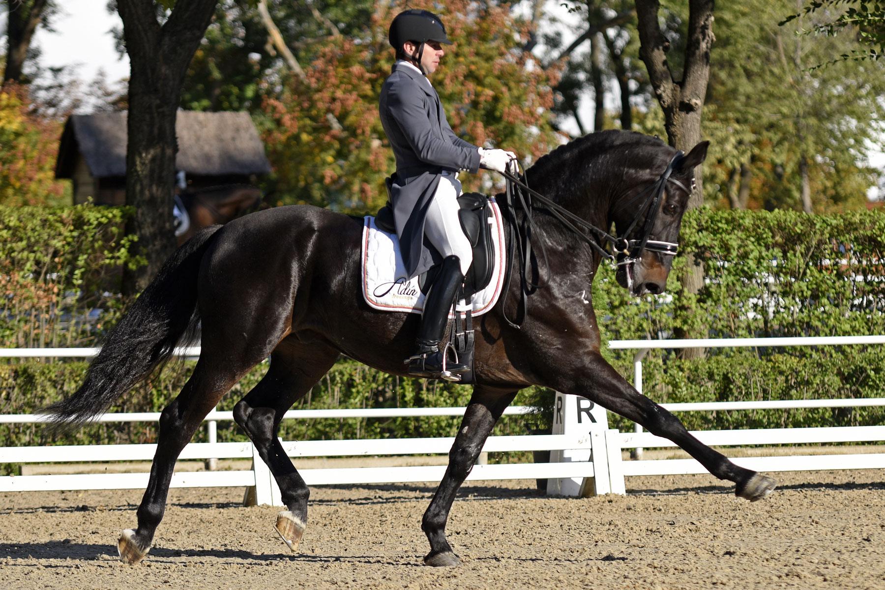 Adín Rodríguez, gran triunfador del CDN3*, durante el Gran Premio. Foto: OcioCaballo.com